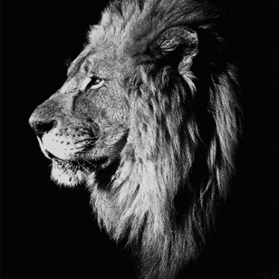 Alternative view of Tablou Black Lion