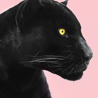 Tablou Panza Canvas Pantera Roz 50x70cm