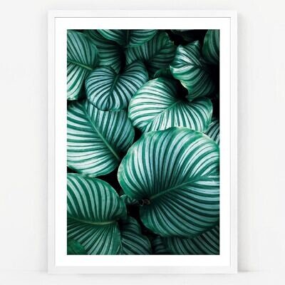 Alternative view of Calathea Dream, Tablou de Perete cu Fotografie