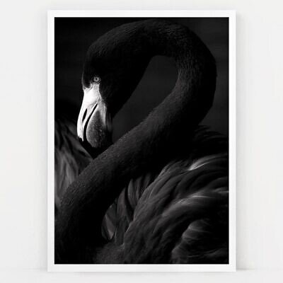 Alternative view of Black Swan, Tablou de Perete cu Fotografie