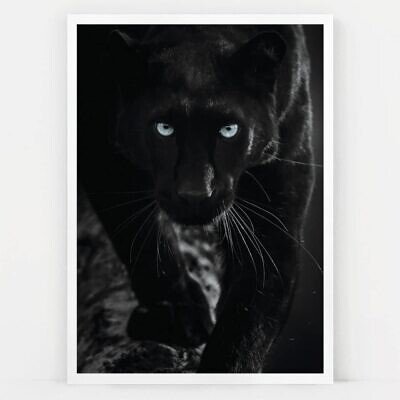 Alternative view of Black Panther, Tablou de Perete cu Fotografie