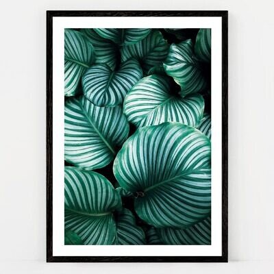Calathea Dream, Tablou de Perete cu Fotografie