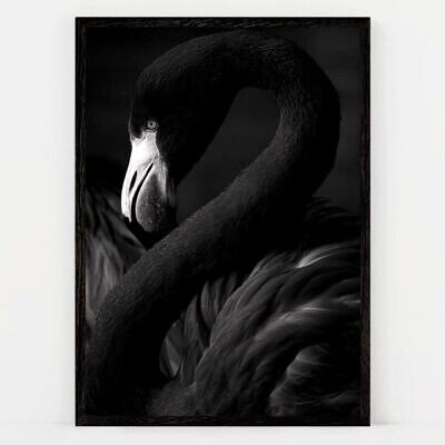 Black Swan, Tablou de Perete cu Fotografie