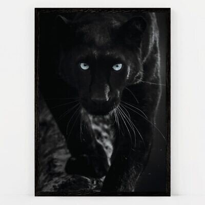 Black Panther, Tablou de Perete cu Fotografie
