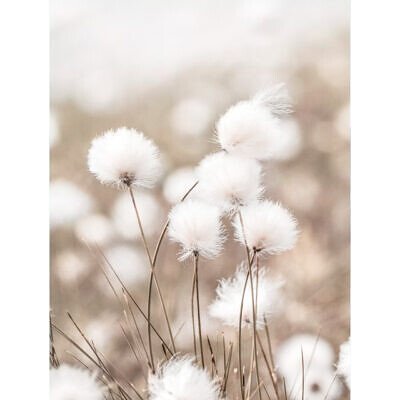 Alternative view of Tablou Iarba de Bumbac